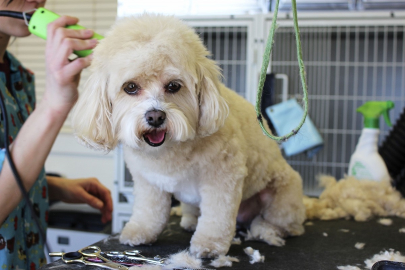 veterinaire-AURIBEAU SUR SIAGNE-min_white_dog_grooming_pet_pet_grooming_salon_groomer_fur-678977